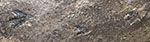 image of fossil-deweyanus