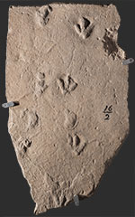 image of fossil-moody