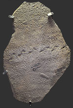 image of fossil-rainy-day