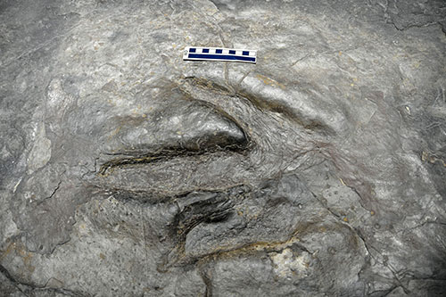 https://dinotracksdiscovery.org/static/supporting/context/fullpics/geologists-footprints.jpg