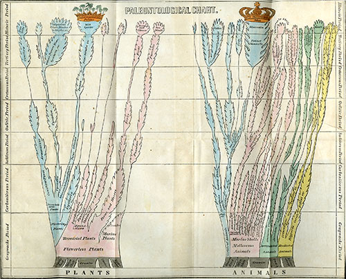 image of taxonomy
