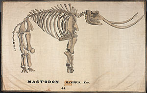 image of mammoth-bones
