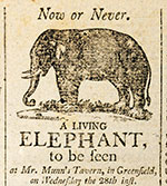 image of elephant-greenfield