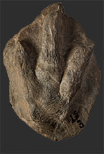 image of fossil-eubrontes-type-speciman