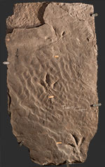 image of fossil-lepto-prints