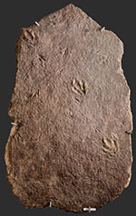 image of fossil-multiple-tracks