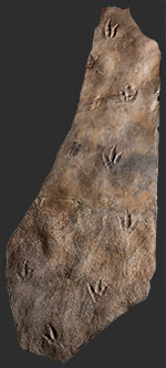 image of fossil-narrow-slab