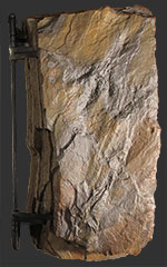 image of fossil-track-book