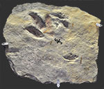 image of fossil-tracks-water