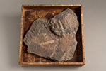 image of fossils-bloodbrook-2