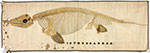image of orra-classroom-art-ichthyosaur